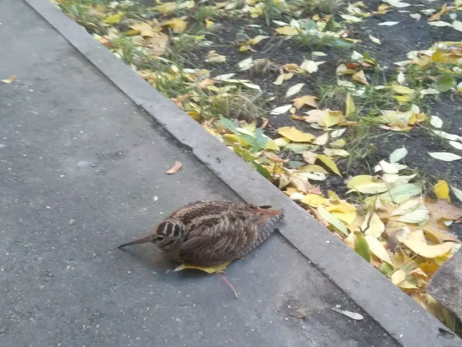 File:Scolopax rusticola in the city.jpg