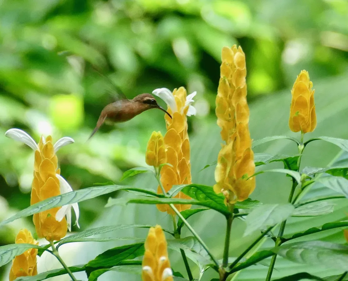 File:Stripe-throated Hermit (Phaethornis striigularis) on Golden Shrimp Plant (Pachystachys lutea) (52425510469).jpg
