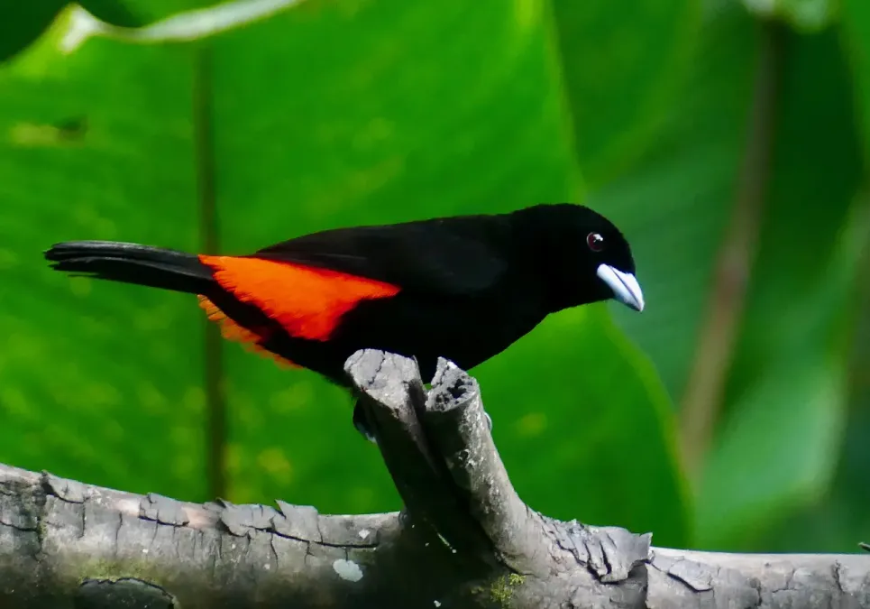 File:Scarlet-rumped Tanager (Ramphocelus passerinii) male ... (52384913084).jpg