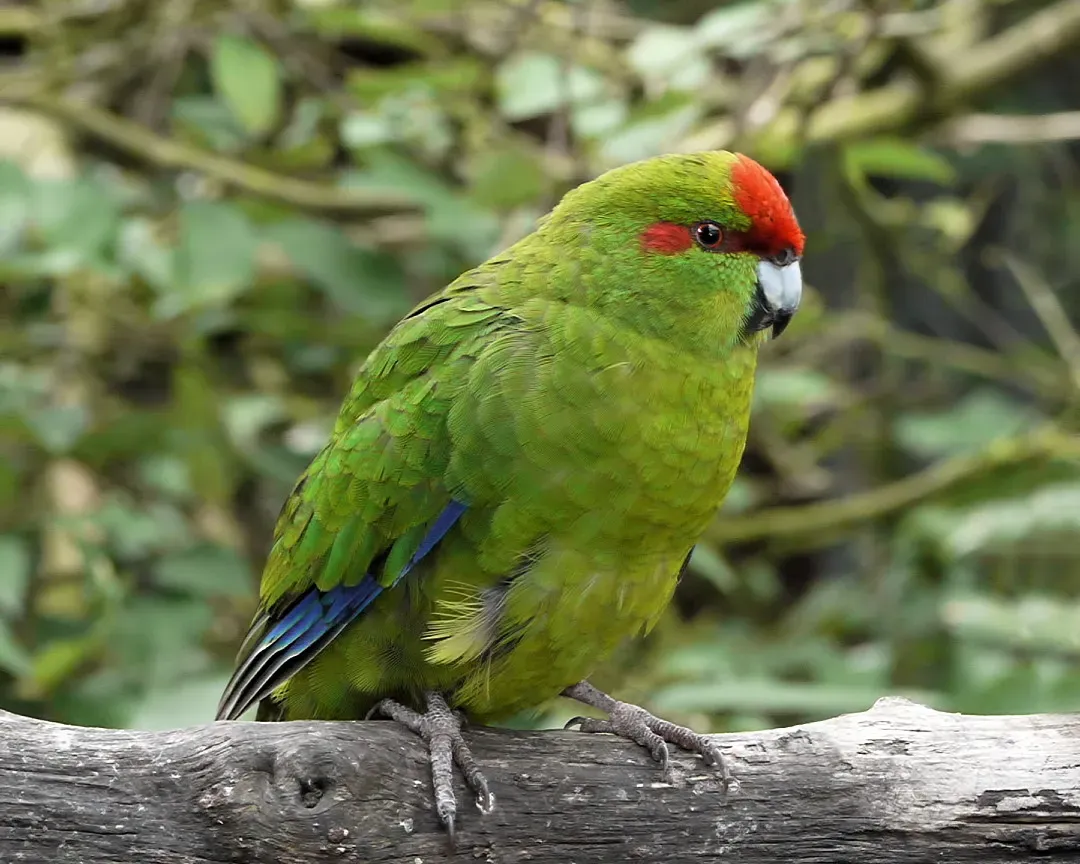 File:Cyanoramphus novaezelandiae -Nga Manu Nature Reserve, Waikanae, New Zealand-8.jpg