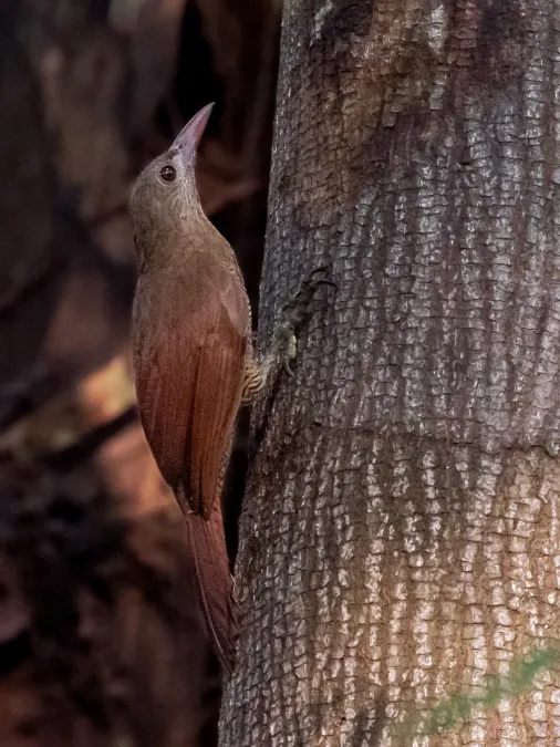 File:Hylexetastes stresemanni Bar-bellied Woodcreeper; Porto Velho, Rondônia, Brazil (cropped).jpg