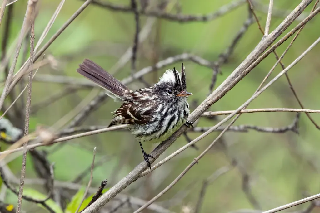 File:Anairetes reguloides Pied-crested Tit-Tyrant; San Jerónimo de Surco, Lima, Peru.jpg