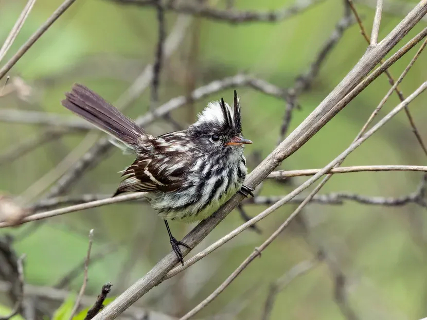 File:Anairetes reguloides Pied-crested Tit-Tyrant; San Jerónimo de Surco, Lima, Peru (cropped).jpg