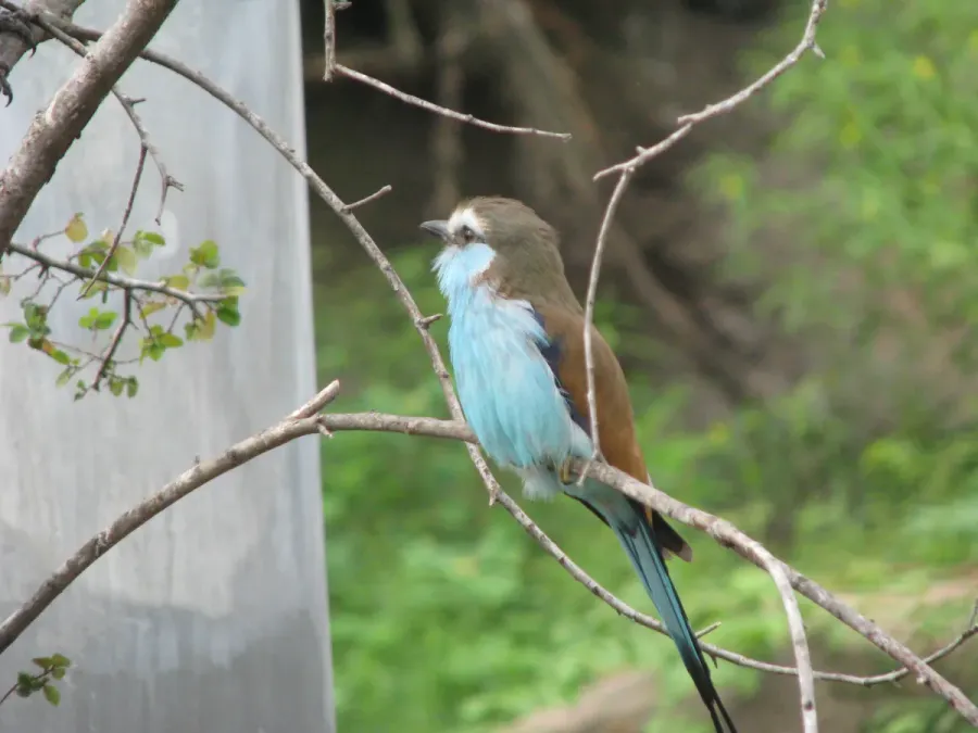 File:Coracias spatulatus -San Antonio Zoo, Texas, USA-8a.jpg
