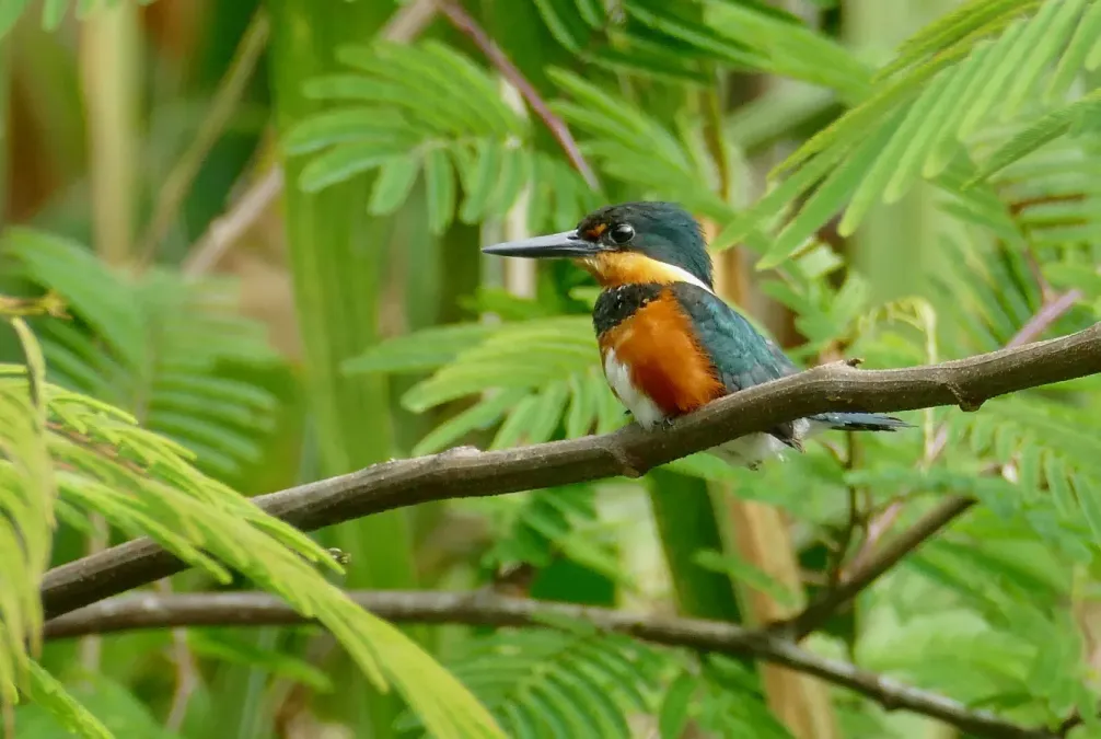 File:American Pygmy Kingfisher (Chloroceryle aenea) female ... (52399523498).jpg