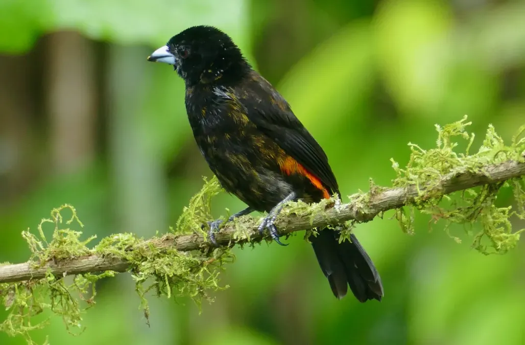File:Scarlet-rumped Tanager (Ramphocelus passerinii) immature male ... (52431238850).jpg