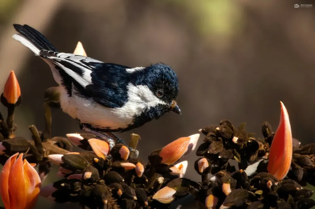 File:Machlolophus nuchalis 156507400.jpg