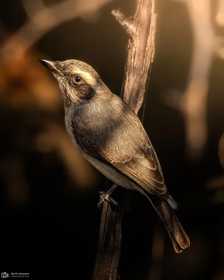 File:Tephrodornis pondicerianus 237355428.jpg