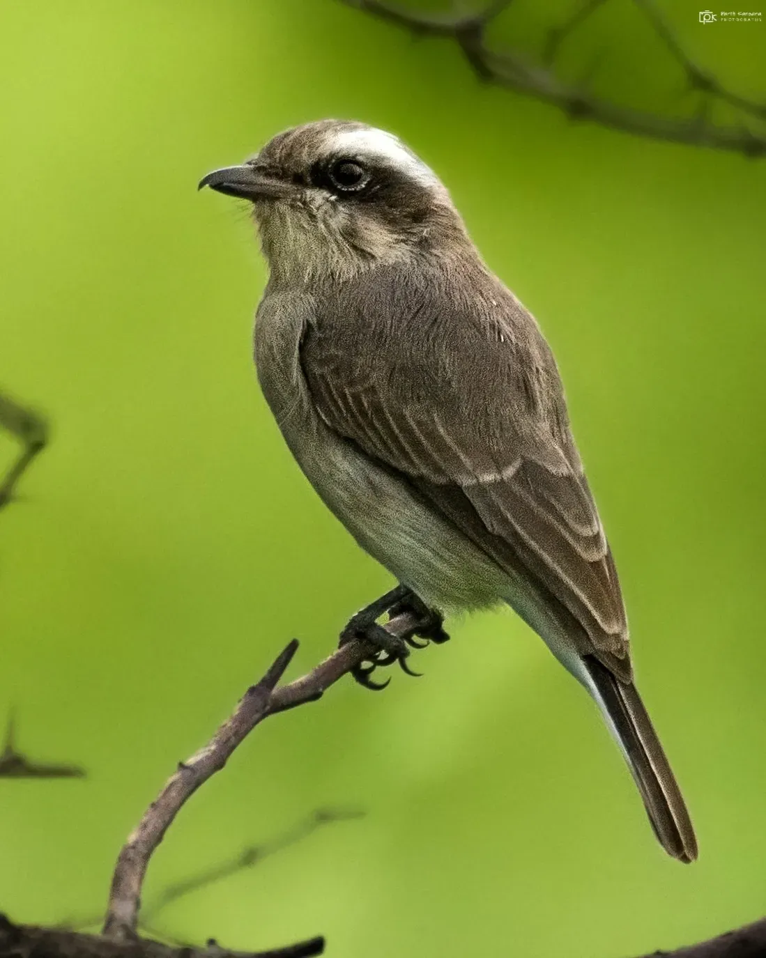 File:Tephrodornis pondicerianus 231919304.jpg