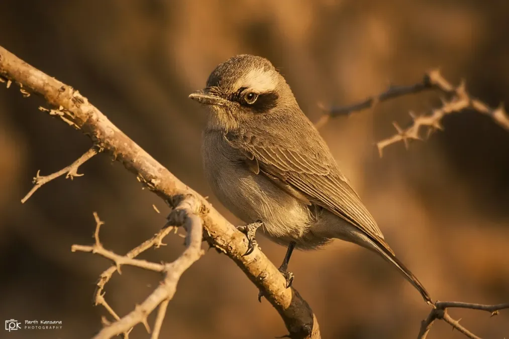 File:Tephrodornis pondicerianus 157952805.jpg