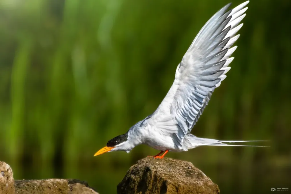 File:Sterna aurantia 232069590.jpg