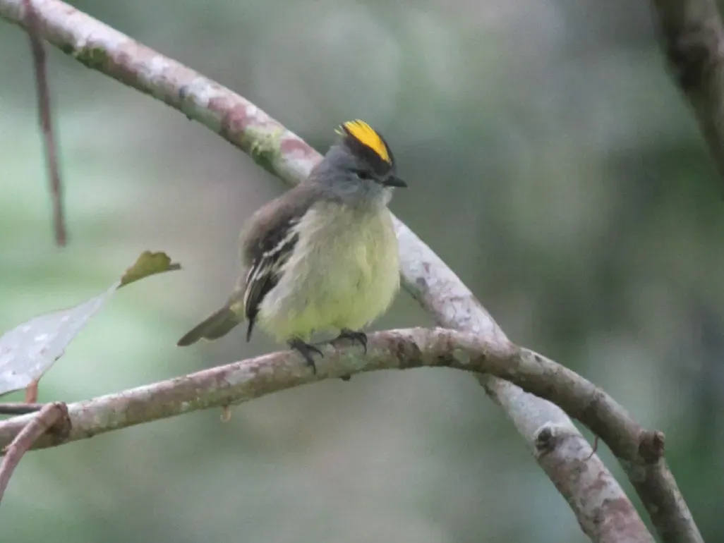 File:Tyrannulus elatus Tiranuelo coronado Yellow-crowned Tyrannulet (6515681957) (cropped).jpg