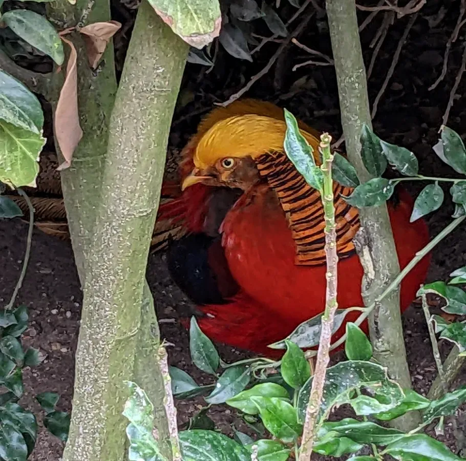 File:Chrysolophus pictus in Ouwehands Dierenpark.jpg
