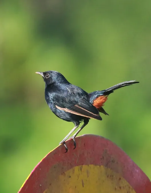File:Indian Robin (Copsychus fulicatus), Koottanad, Palakkad district, Kerala 2.jpg