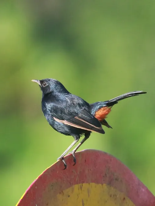 File:Indian Robin (Copsychus fulicatus), Koottanad, Palakkad district, Kerala 1.jpg