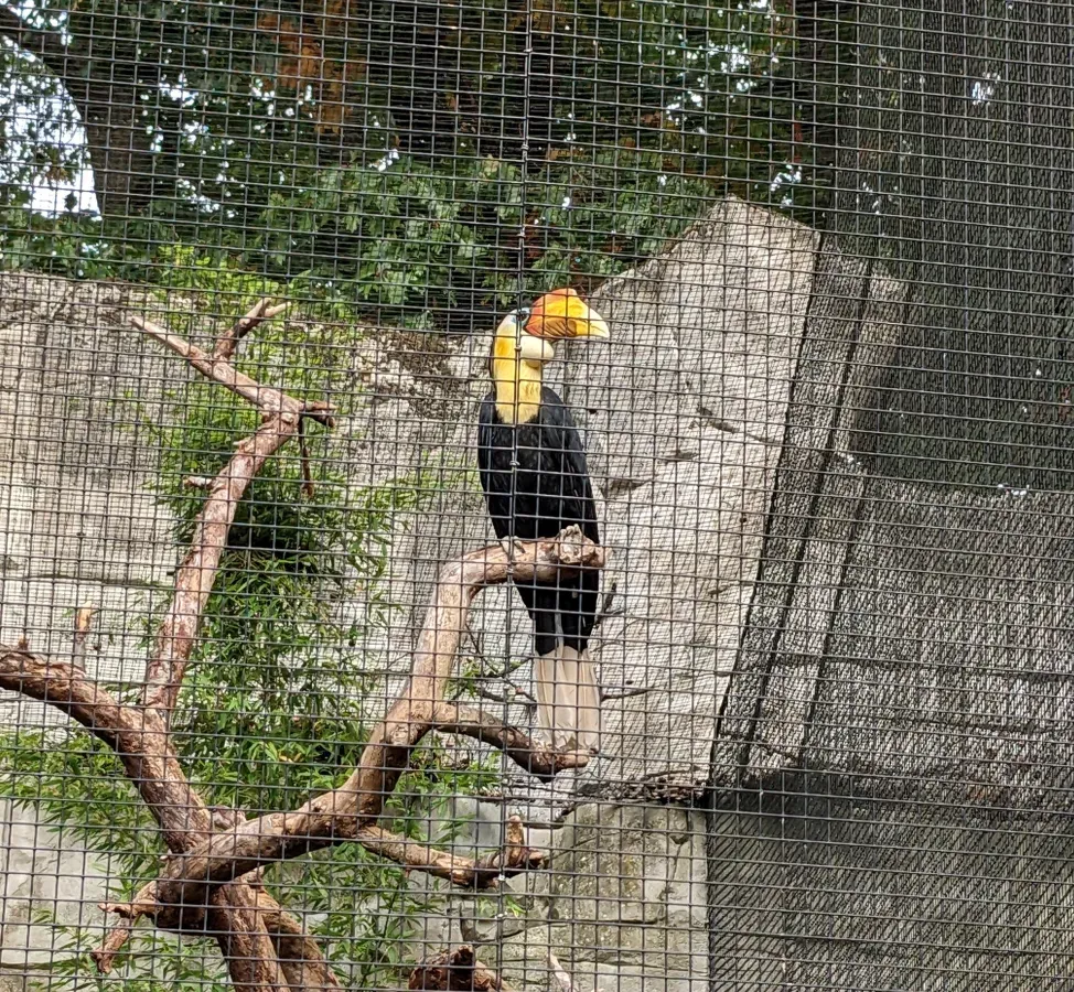 File:Rhabdotorrhinus corrugatus in Ouwehands Dierenpark.jpg