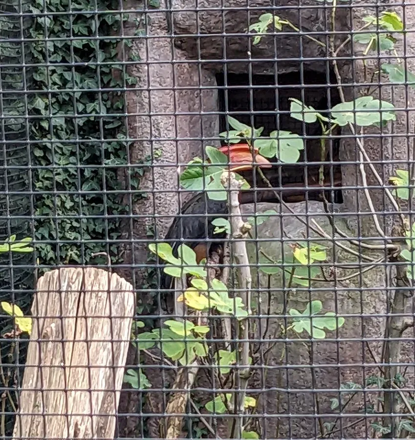 File:Buceros hydrocorax hydrocorax in Ouwehands Dierenpark 02.jpg