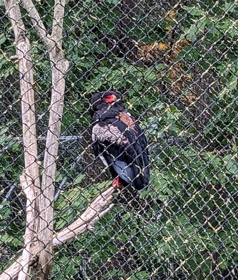 File:Terathopius ecaudatus in Ouwehands Dierenpark.jpg