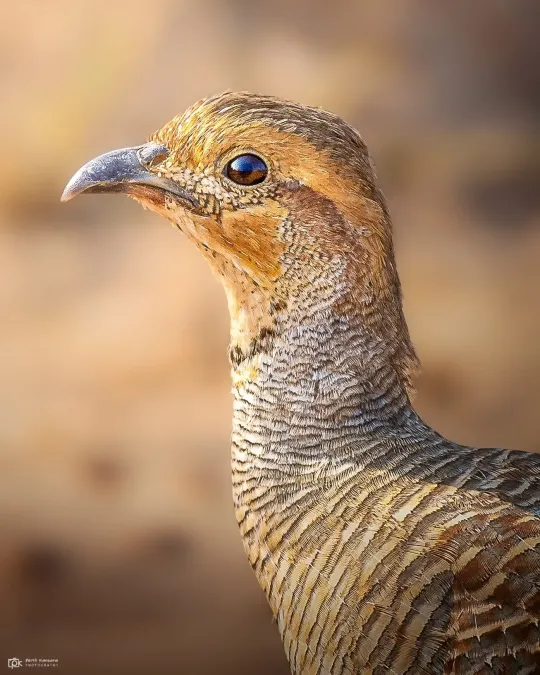 File:Ortygornis pondicerianus 237172797.jpg