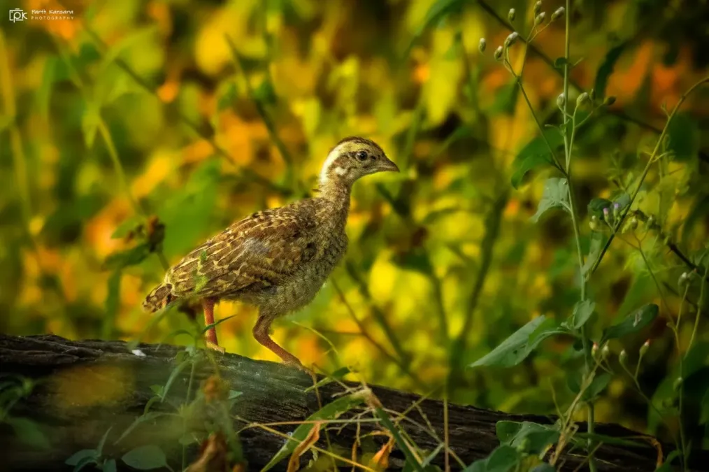 File:Ortygornis pondicerianus 211123994.jpeg
