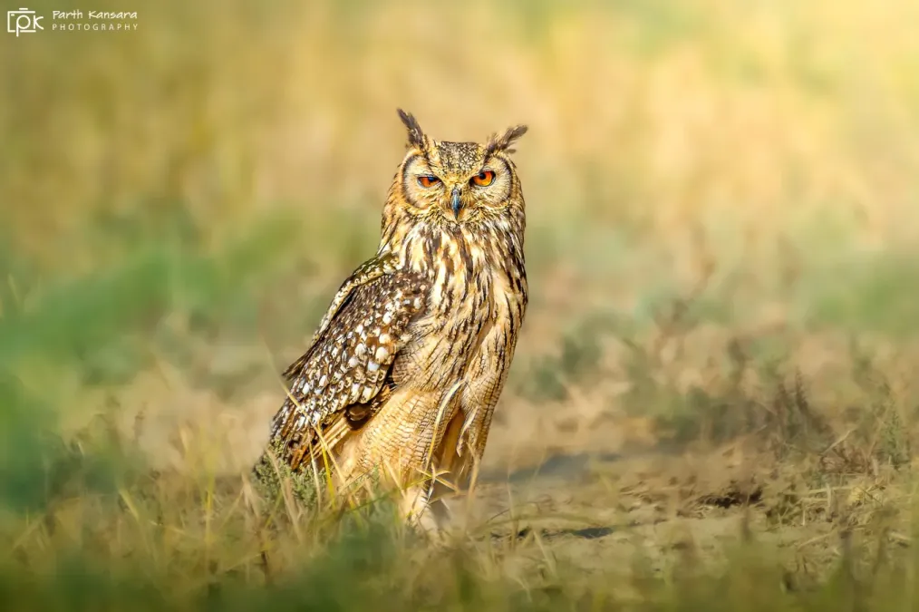File:Bubo bengalensis 237857638.jpg