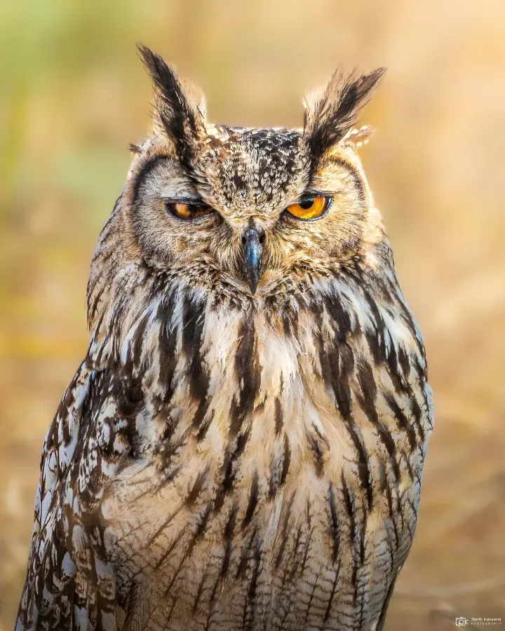 File:Bubo bengalensis 237092225.jpg