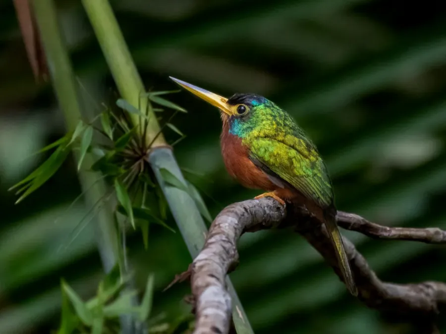 File:Galbula cyanicollis Blue-necked Jacamar (male); Porto Velho, Rondônia, Brazil 01.jpg