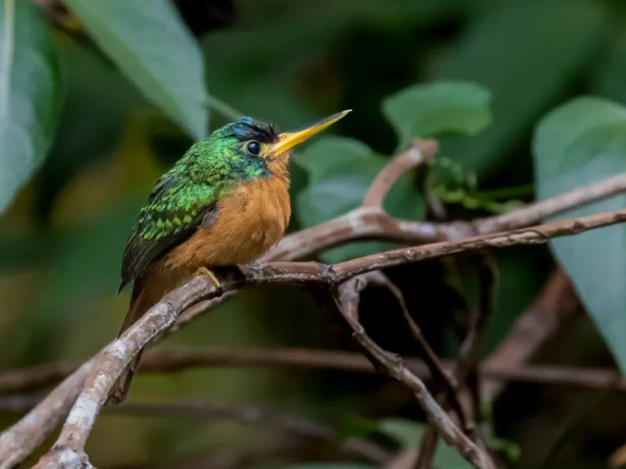File:Galbula cyanicollis Blue-necked Jacamar (female); Porto Velho, Rondônia, Brazil.jpg