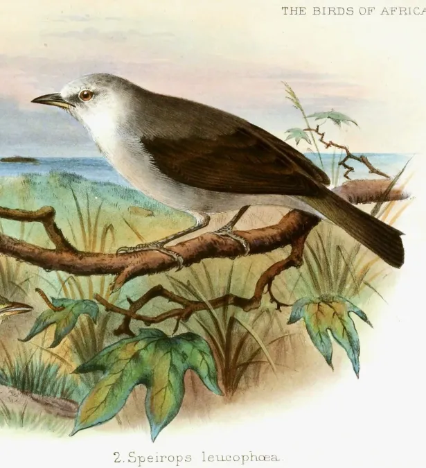 File:The birds of Africa (Pl. VIII) (7837800794), Zosterops leucophaeus.jpg
