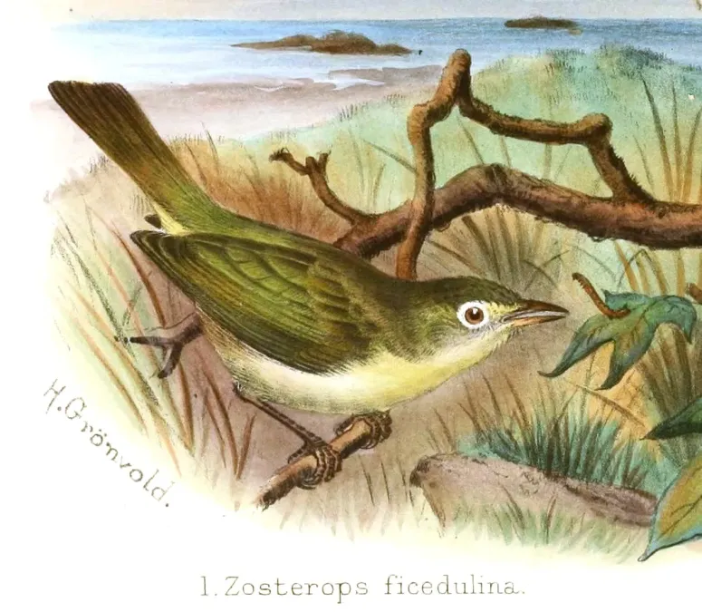 File:The birds of Africa (Pl. VIII) (7837800794), Zosterops ficedulinus.jpg