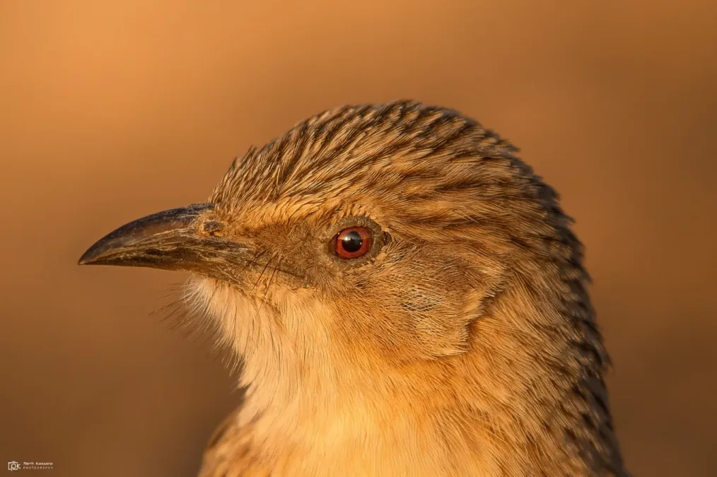 File:Argya caudata 233148839.jpg
