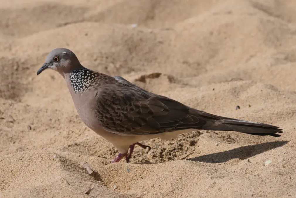 File:Spotted dove (Spilopelia chinensis) in Bali 02.jpg
