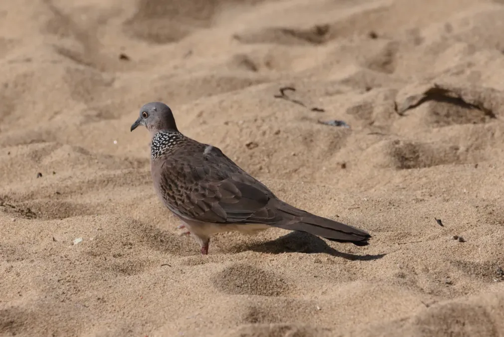 File:Spotted dove (Spilopelia chinensis) in Bali 01.jpg