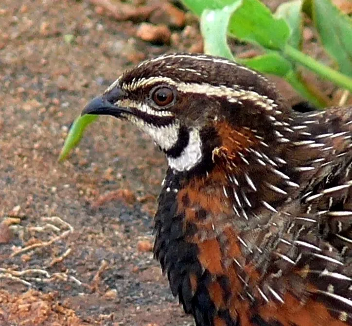 File:Harlequin Quail (Coturnix delegorguei) (6035291347), crop2.jpg