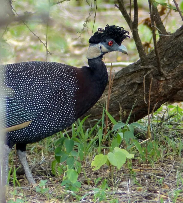 File:Crested Guineafowls (Guttera edouardi) (11770569544), crop.jpg