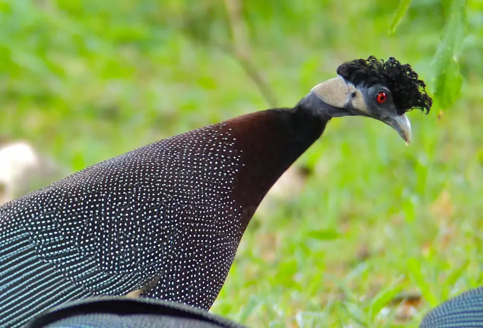 File:Crested Guineafowls (Guttera edouardi) (11770271525), crop.jpg