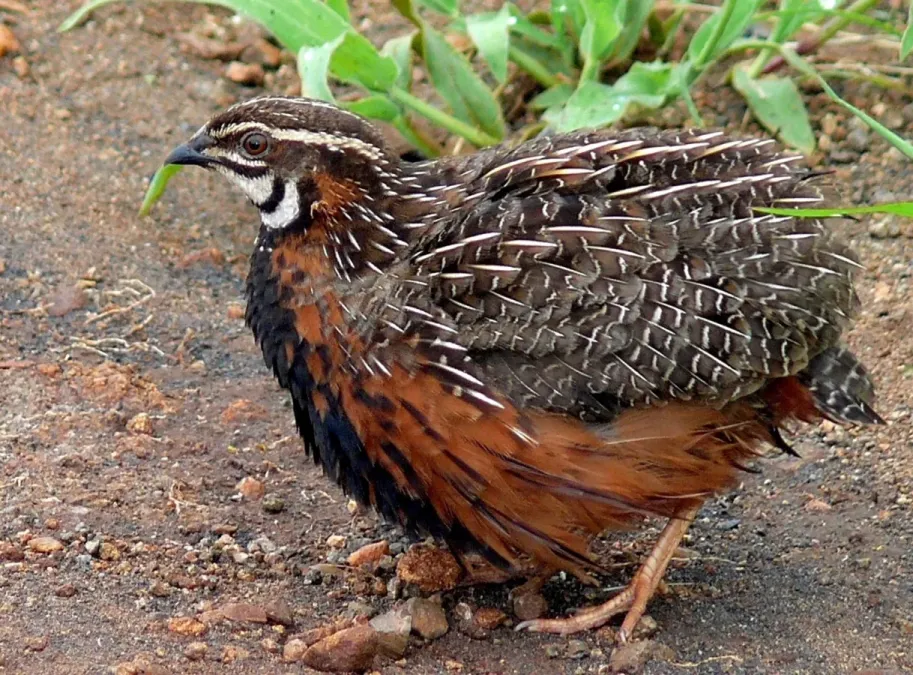 File:Harlequin Quail (Coturnix delegorguei) (6035291347), crop1.jpg