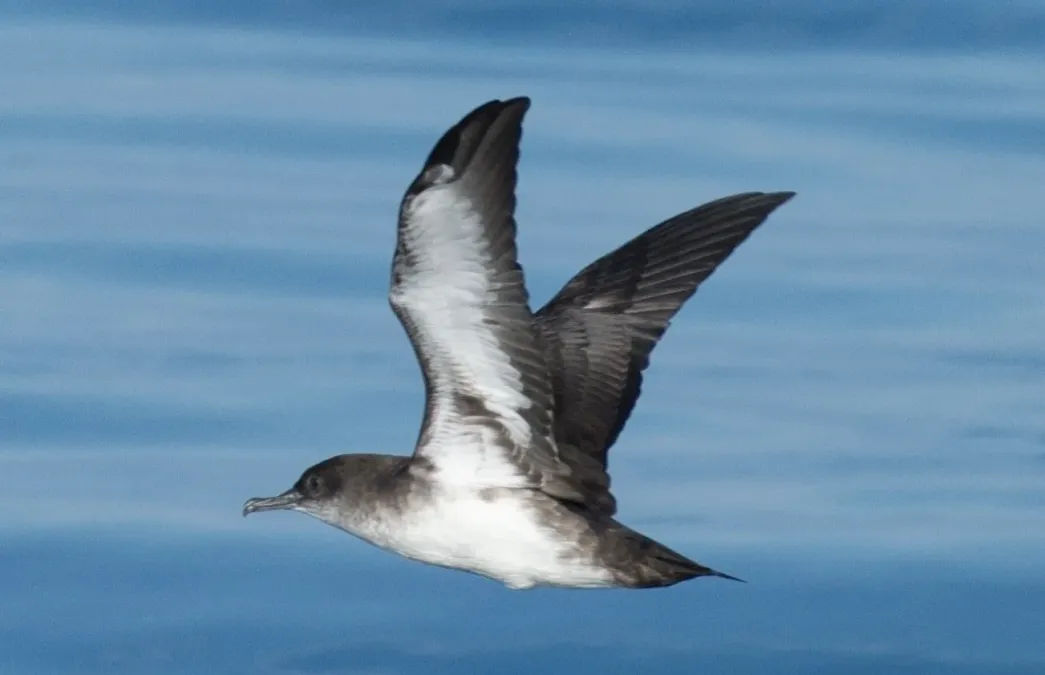File:Puffinus opisthomelas 229637336.jpg