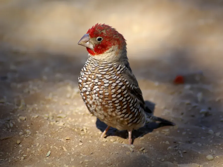 File:Amadina erythrocephala (l) edit.jpg