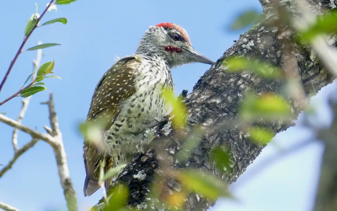 File:Golden-tailed Woodpecker (Campethera abingoni) male ... (52445518409).jpg