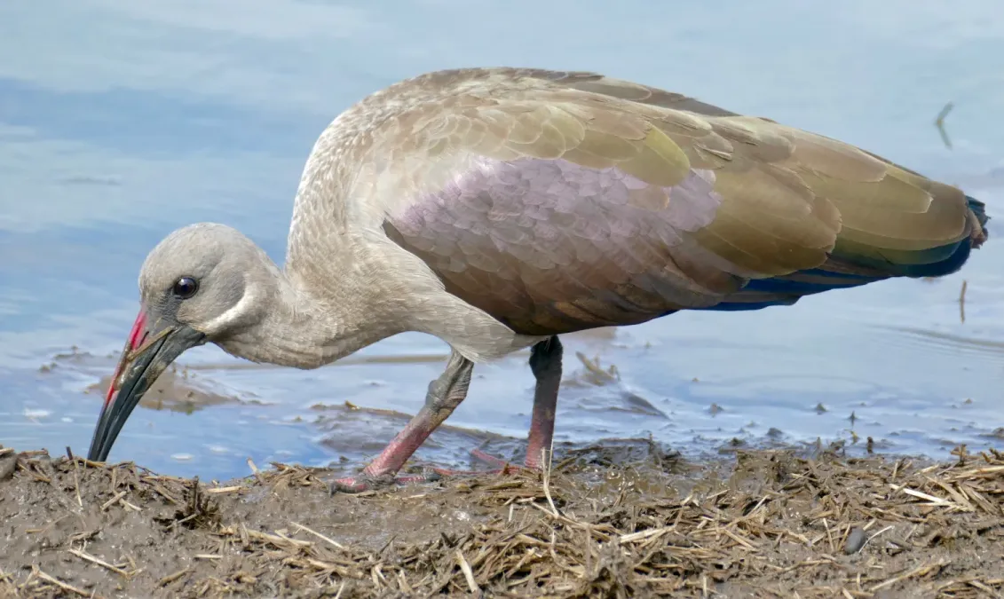 File:Hadada Ibis (Bostrychia hagedash) feeding ... (52453719018).jpg