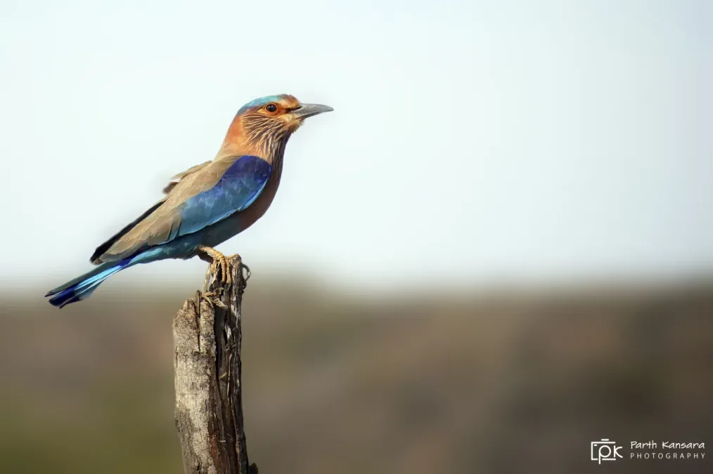 File:Coracias benghalensis 233584074.jpg