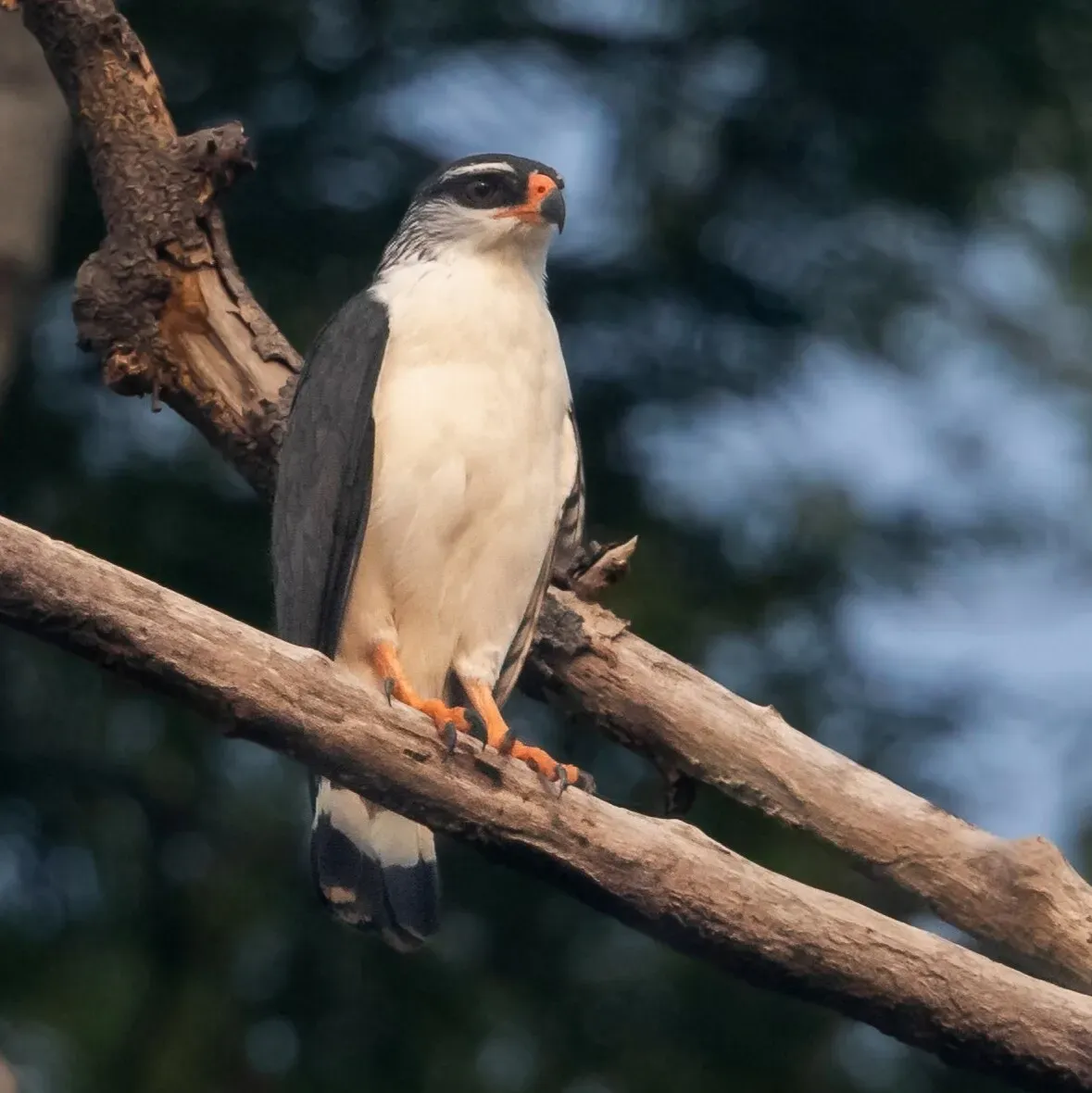 File:Leucopternis kuhli White-browed Hawk; Porto Velho, Rondônia, Brazil (cropped).jpg