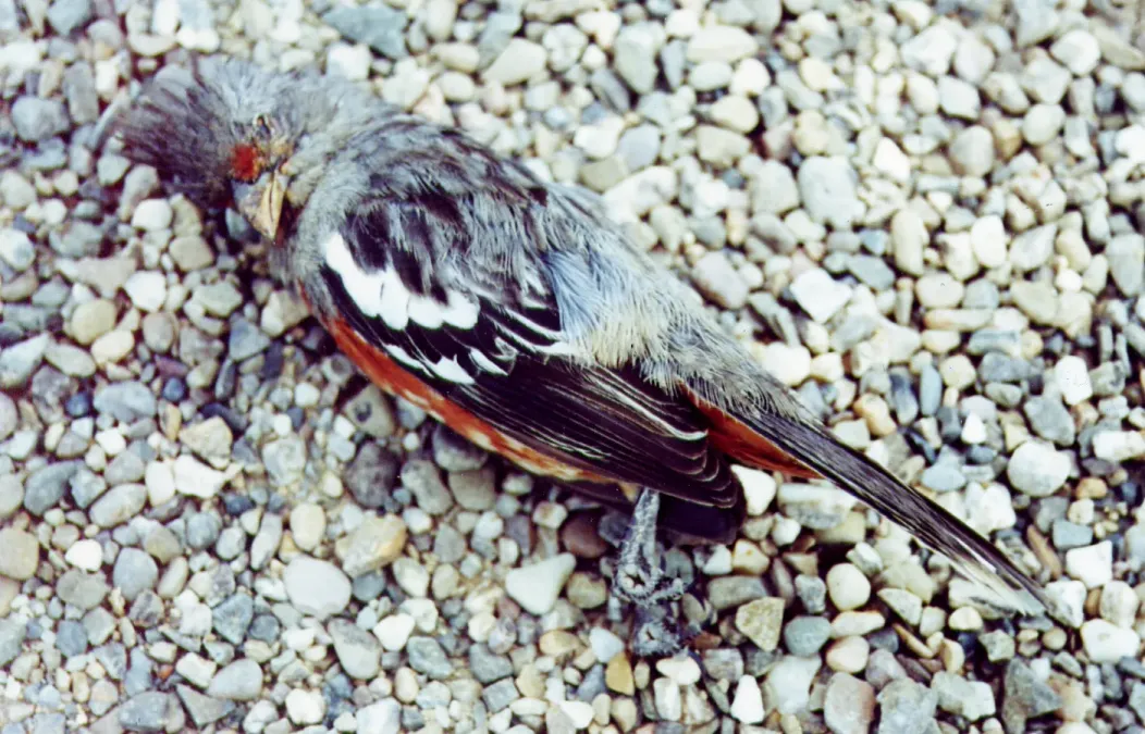 File:Phytotoma raimondii -struck by a vehicle.jpg