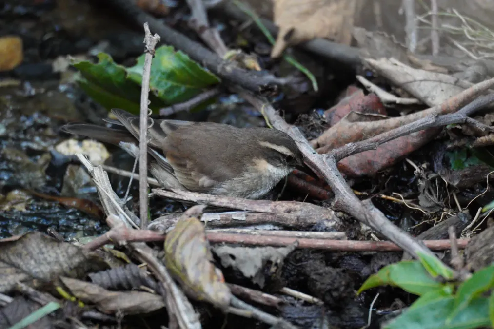 File:Cinclodes albiventris in Huaripampa ravine, Cordillera Blanca.jpg