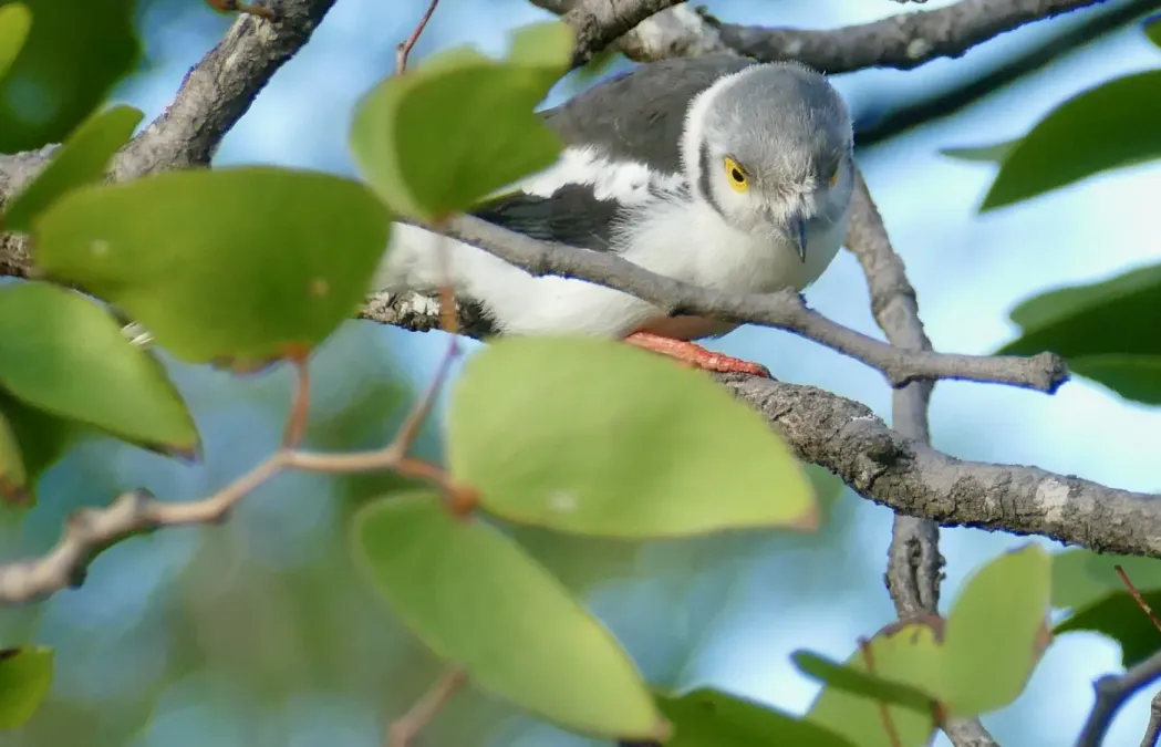File:White-crested Helmetshrike (Prionops plumatus) (52459148522).jpg