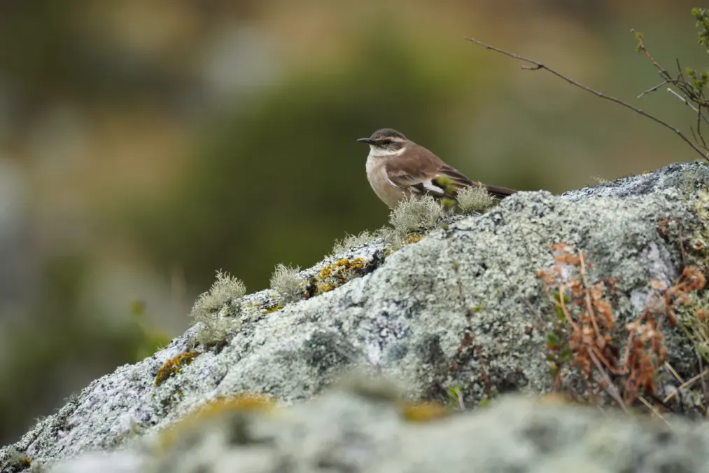 File:Cinclodes albiventris in Santa Cruz ravine, Cordillera Blanca.jpg