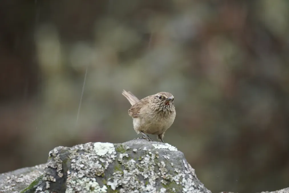 File:Asthenes humilis in Santa Cruz ravine, Cordillera Blanca.jpg