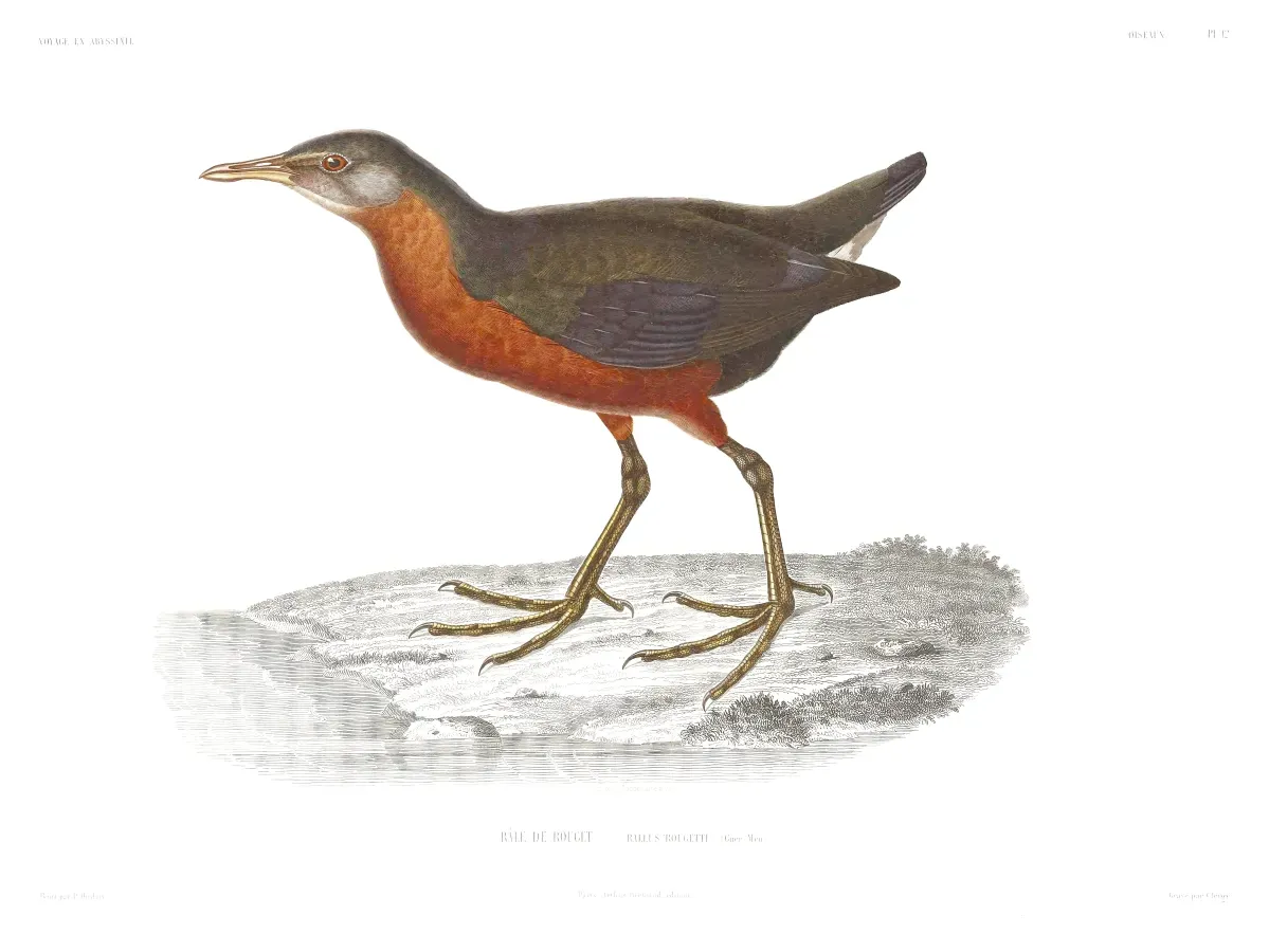 File:Rougetius rougetii VoyageenAbyssint3atLefe 0043.jpg