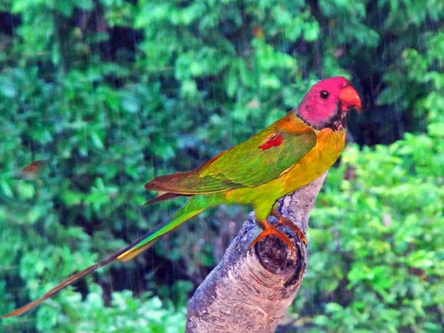 File:Psittaculidae - Psittacula roseata (Blossom-headed parakeet).JPG